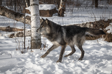 Black Phase Grey Wolf (Canis lupus) Moves to Left
