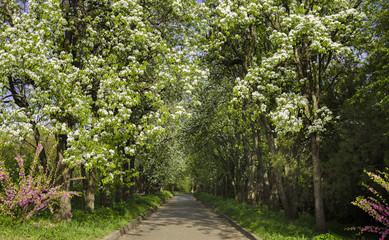 Flowering trees in the garden in the spring