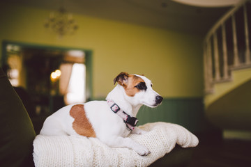 small dog breed Jack Russell Terrier with black eye in the house