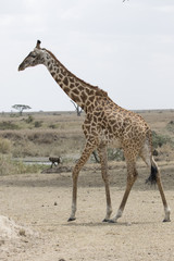 young male giraffe walking along a dried savannah near a small lake in the dry season