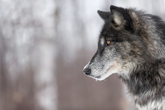 Black Phase Grey Wolf (Canis lupus) Profile Copy Space