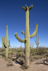 Saguaro National Park in Arizona