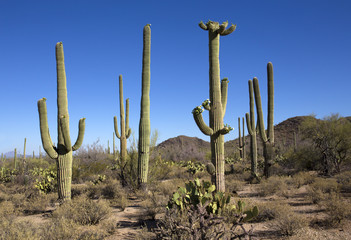 Saguaro National Park in Arizona