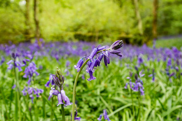 Bluebells