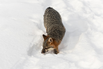 Grey Fox (Urocyon cinereoargenteus) Walks Forward Through Snow