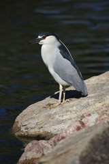 Alert black crowned night heron on rock with water behind