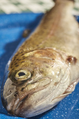 Freshly-caught brown trout, ready for cooking