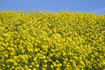 A field of yellow clover in Spring, York County, Pennsylvania, USA