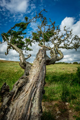 Tree reaching