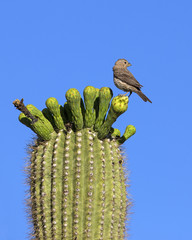Saguaro National Park in Arizona