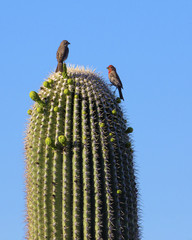 Saguaro National Park in Arizona