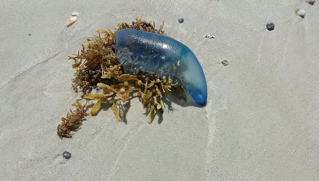 Portuguese jellyfish on sand background in Atlantic coast of North Florida