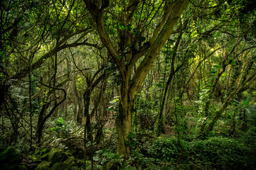 Molokai Hawaii Jungle