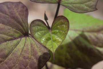 Heart shaped leaf
