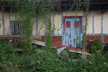 Abandoned house overtaken by ivy