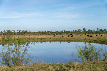 livestock by pond