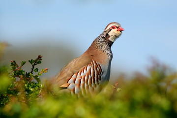 Red-legged Partridge, Alectoris rufa or French Partridge in spring against blue sky