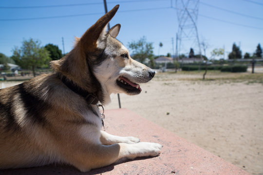 Happy husky corgi mix puppy at the dog park