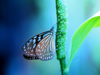 Fototapeta na wymiar big tropical butterfly