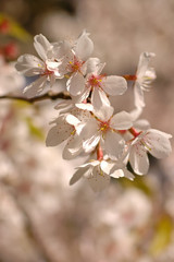Fototapeta na wymiar Cherry blossoms on a bright and sunny spring day