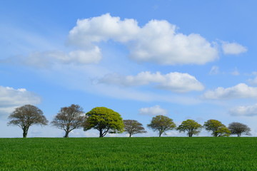 Agricultural landscape with row of trees on the horizon in East Devon, England