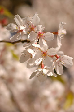 Cherry blossoms on a bright and sunny spring day