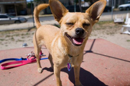 Happy Chihuahua mix puppy at the dog park