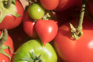 Special naturally shaped tomato