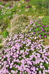 Rockery garden with flowers in bloom in spring