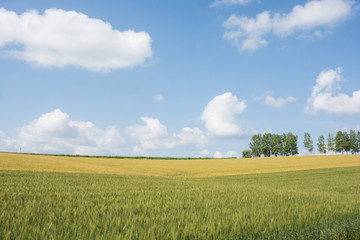 Obraz premium ムギ畑と青空