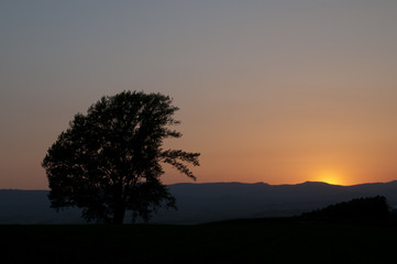 夕焼け空と大きな木のシルエット