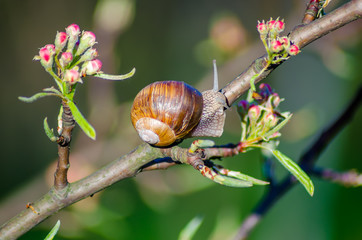 On a farm, snails creep along fruit trees.
