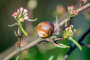 On a farm, snails creep along fruit trees.