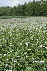 Fototapeta na wymiar 白い花をつけたジャガイモ畑