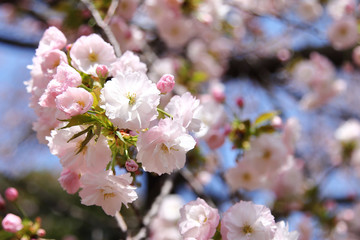 Beautiful cherry blossom , pink sakura flower blooming and soft focus background of sakura on natural blue sky background.