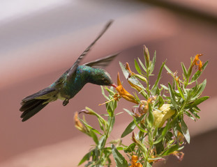 Hummingbird in flight