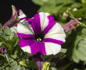 Pansy