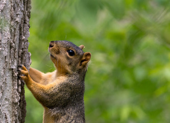 Squirrel on Tree