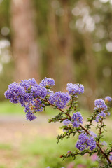 Violet wildflowers beside the woodsy hiking trail