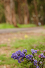 Obraz premium Violet wildflowers beside the woodsy hiking trail