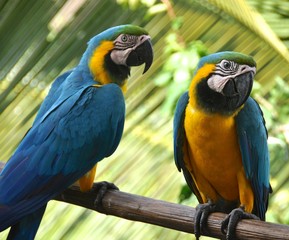 Macaws 17