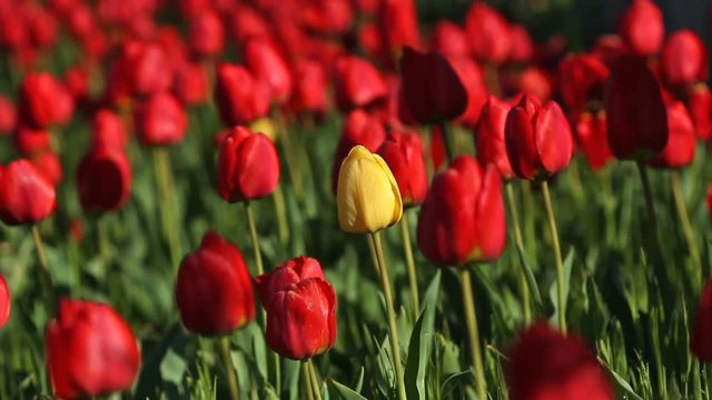 One yellow tulip flower in the midst of a lot of red flowers