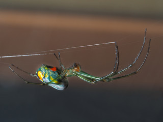 Venusta Orchard Spider