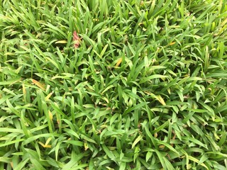 Murdannia bracteata grass