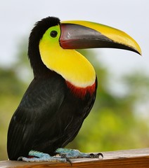 Toucan Perched on a Fence 5
