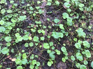Centella asiatica plant