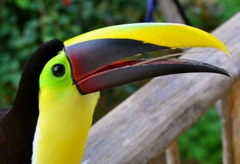 Toucan 1
