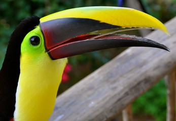Toucan on the Fence