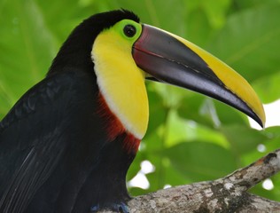 Toucan 4