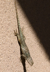 Lizard in Desert Museum - Arizona